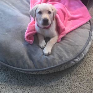 Meet your Posher, Candace